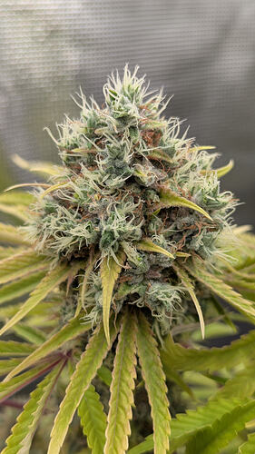 Growreport Bild 2