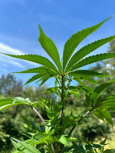 Growreport Bild 1