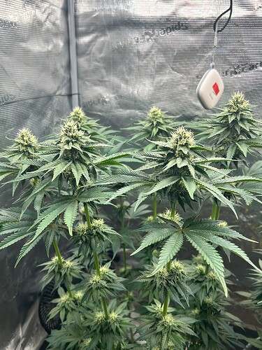 Growreport Bild 29