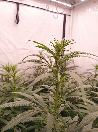 Growreport Bild 6