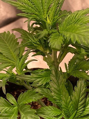 Growreport Bild 16