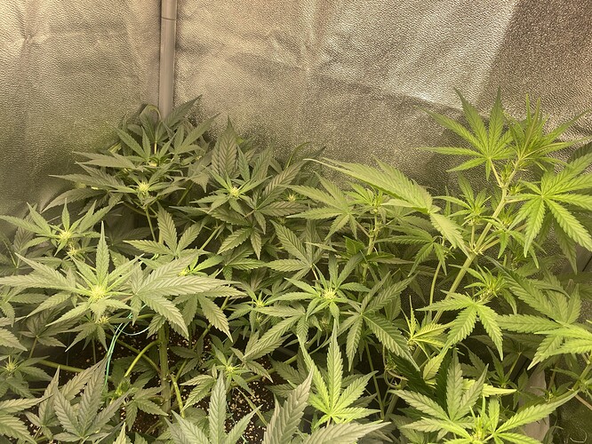 Growreport Bild 4