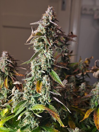 MVIMG_20251130_223012