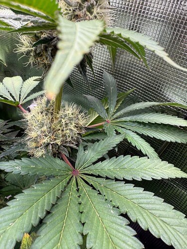 Growreport Bild 4