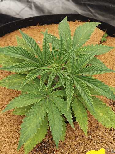 Growreport Bild 13