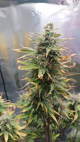 Growreport Bild 16