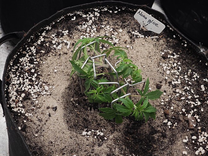 Growreport Bild 15