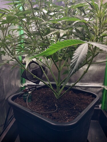 Growreport Bild 3