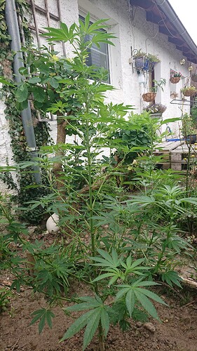 R24.08.
