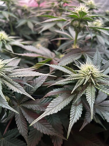 Growreport Bild 9