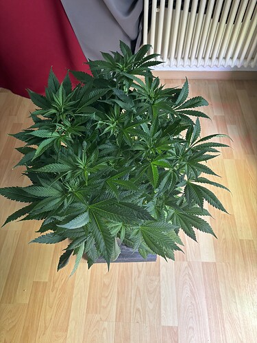 Growreport Bild 15