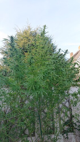 Growreport Bild 8