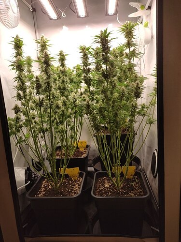 Growreport Bild 20