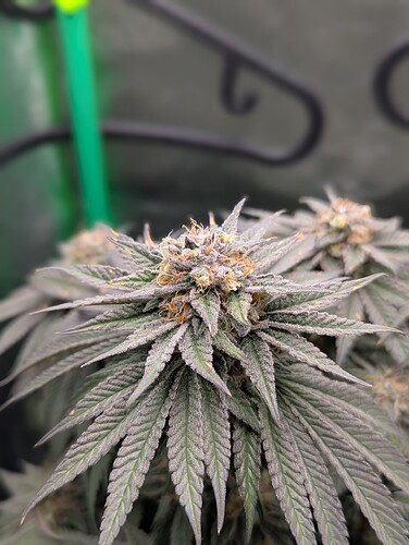 Growreport Bild 2
