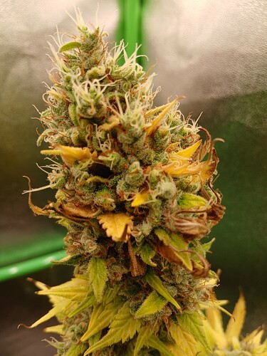 Growreport Bild 15