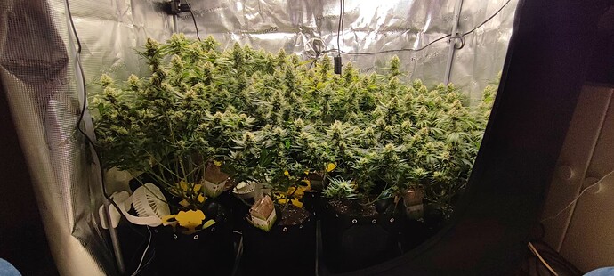 Growreport Bild 38