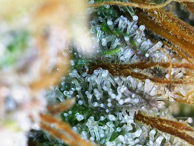 Growreport Bild 37