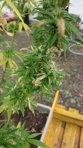 Growreport Bild 6