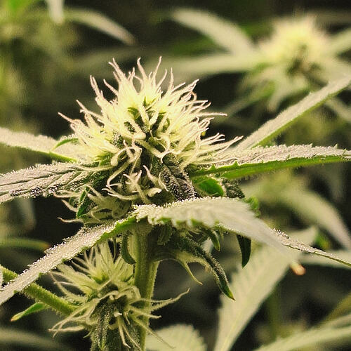 Growreport Bild 8