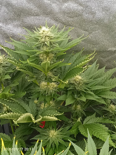 Growreport Bild 15