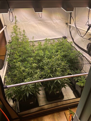 scrog