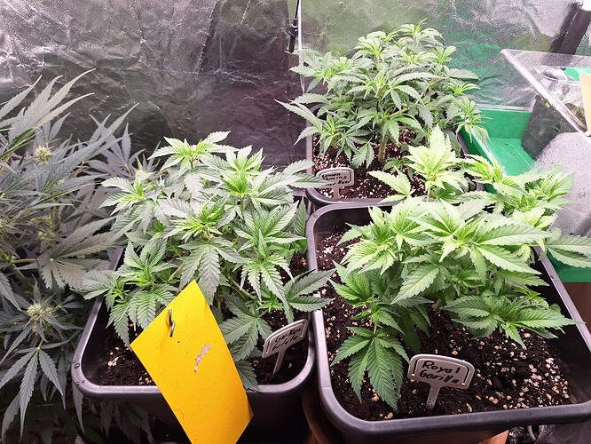 Growreport Bild 1