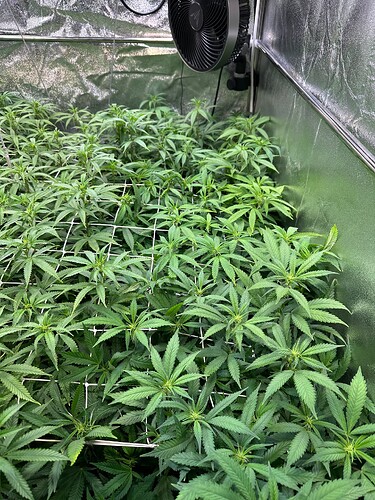 Growreport Bild 57