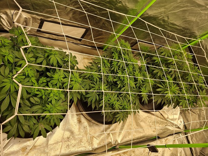 Growreport Bild 19
