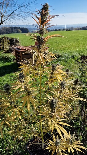 Growreport Bild 3
