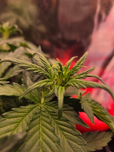 Growreport Bild 3
