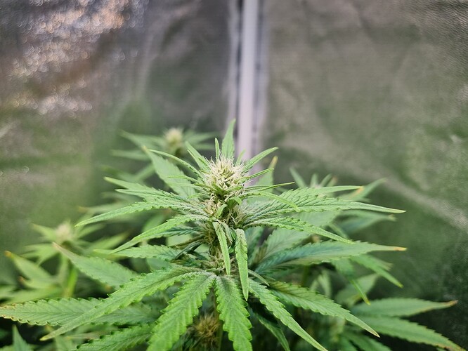 Eine blühende Cannabispflanze mit breiten grünen Blättern und beginnenden Blütenständen im Vordergrund, aufgenommen in einer Growbox.