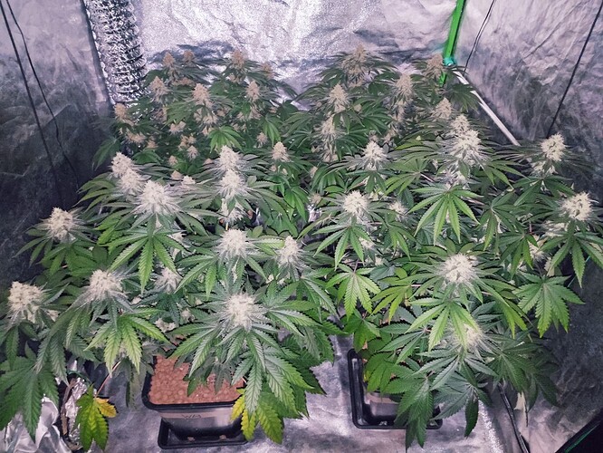 Growreport Bild 13