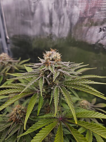 Growreport Bild 7