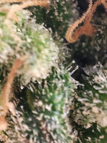 Growreport Bild 81