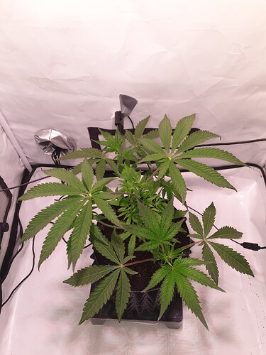 Growreport Bild 2
