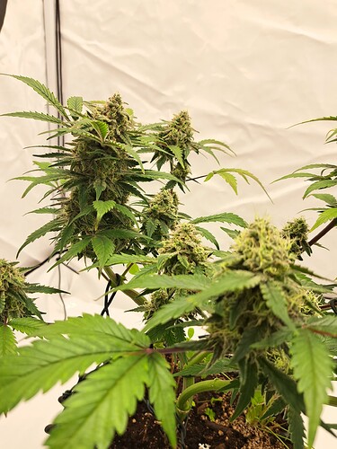 Growreport Bild 51