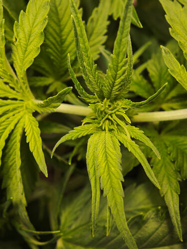 Growreport Bild 38