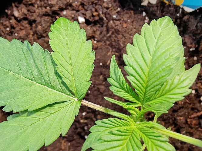 Growreport Bild 4