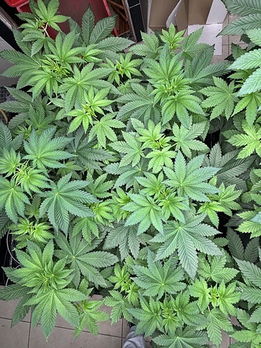 Growreport Bild 15