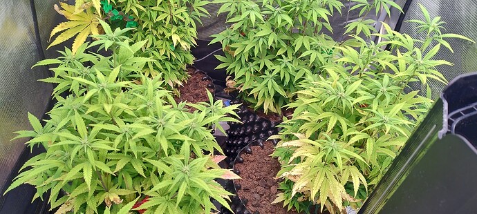 IMG_20251114_200433781_HDR