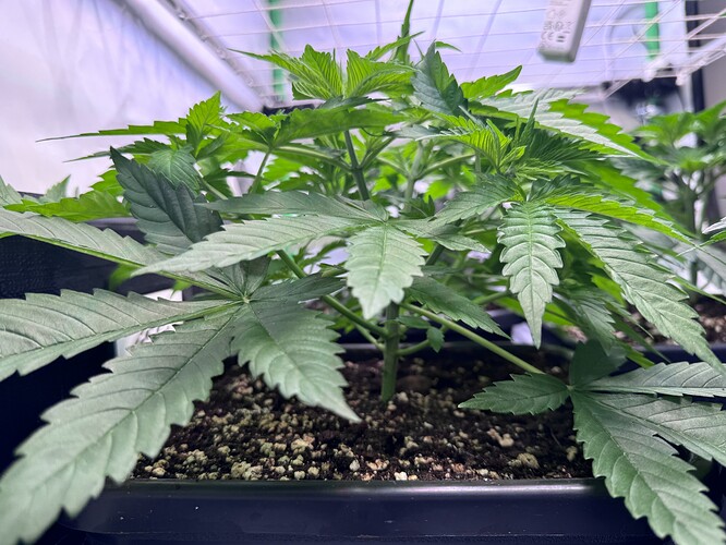 Growreport Bild 24