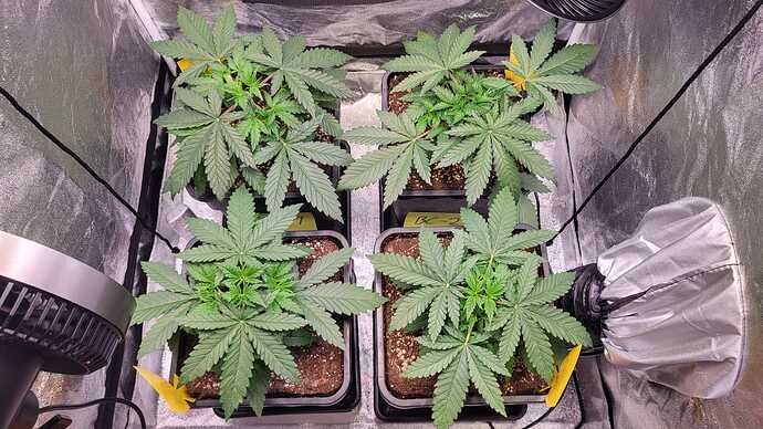 Growreport Bild 4