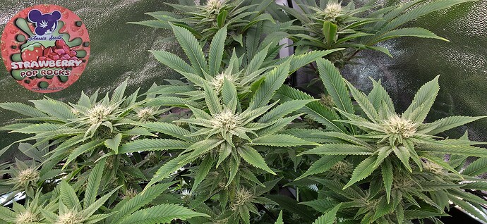 Growreport Bild 19