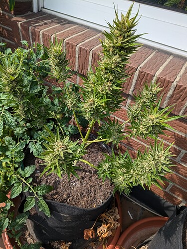 PXL_20240806_135336849