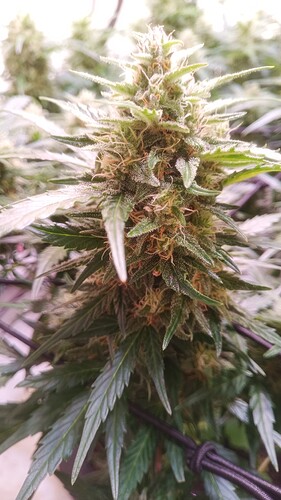 Growreport Bild 12
