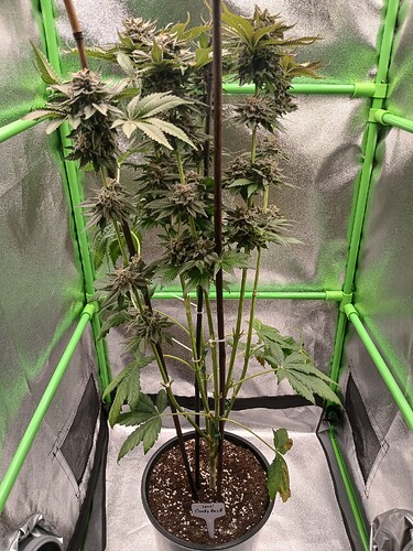 Growreport Bild 35