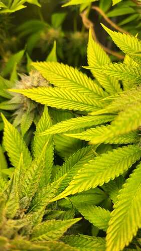 Nahaufnahme von Cannabisblättern mit gelblichen Verfärbungen, die auf einen Magnesiummangel hindeuten.