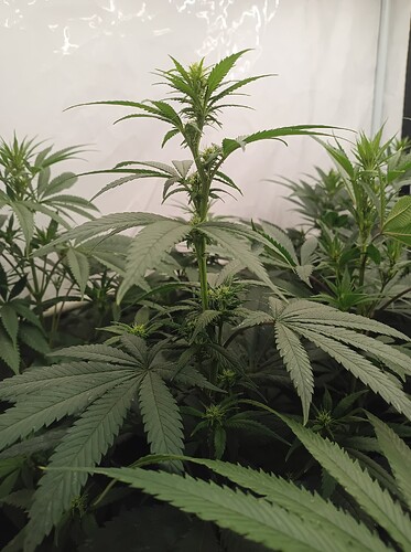 Growreport Bild 1