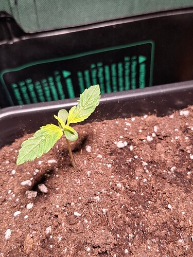 Growreport Bild 3