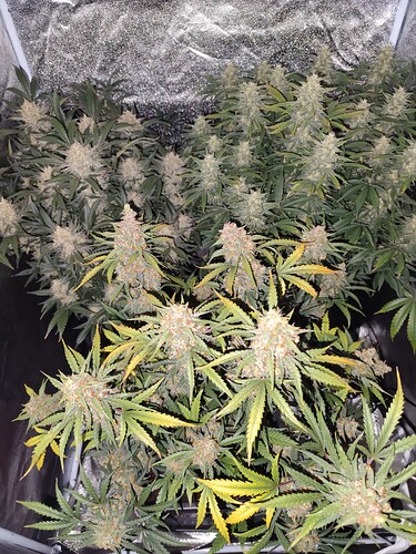 Growreport Bild 1